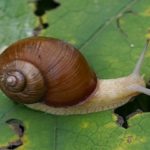 Chiến lược đánh dấu đường đi của loài ốc sên: Bài học cuộc sống đầy ý nghĩa không phải ai cũng biết